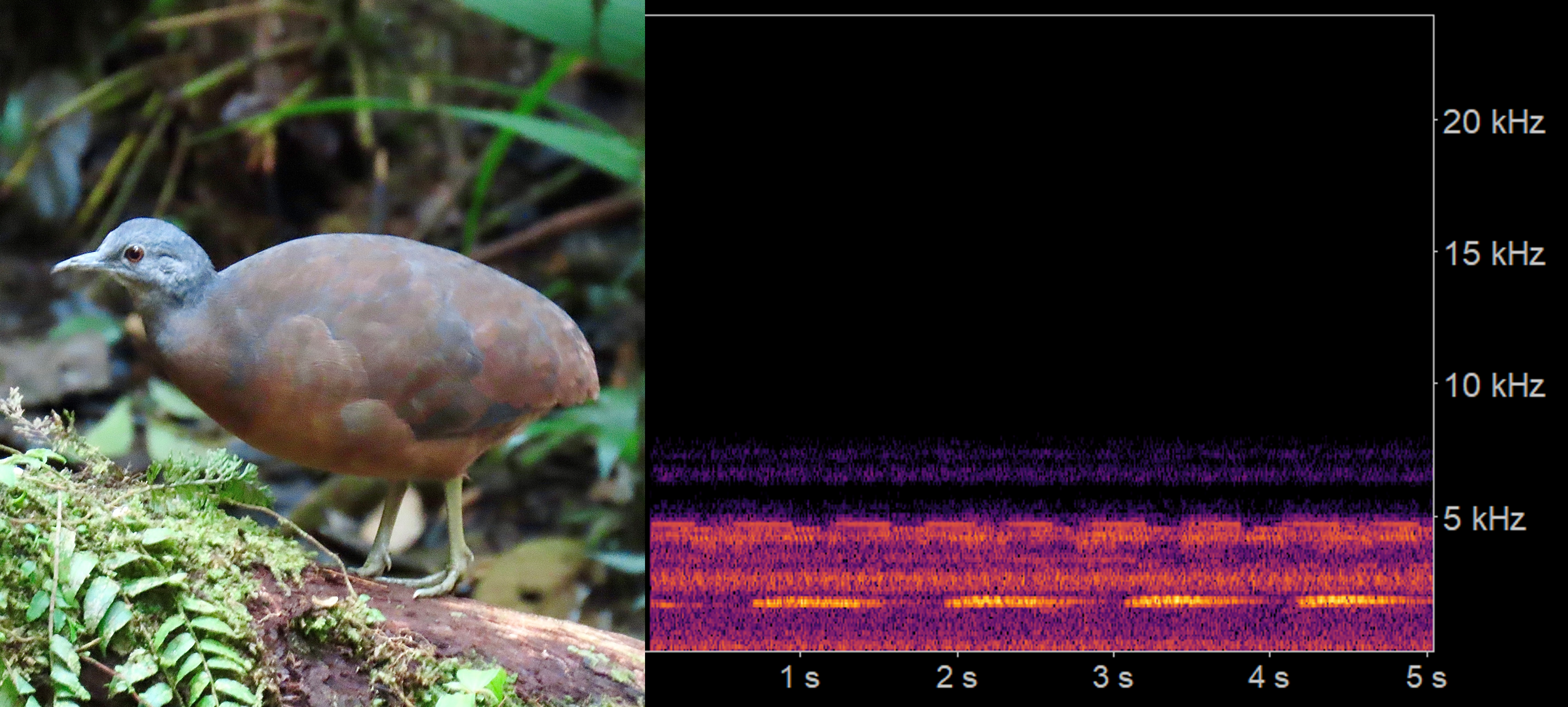 Foto Crypturellus soui
